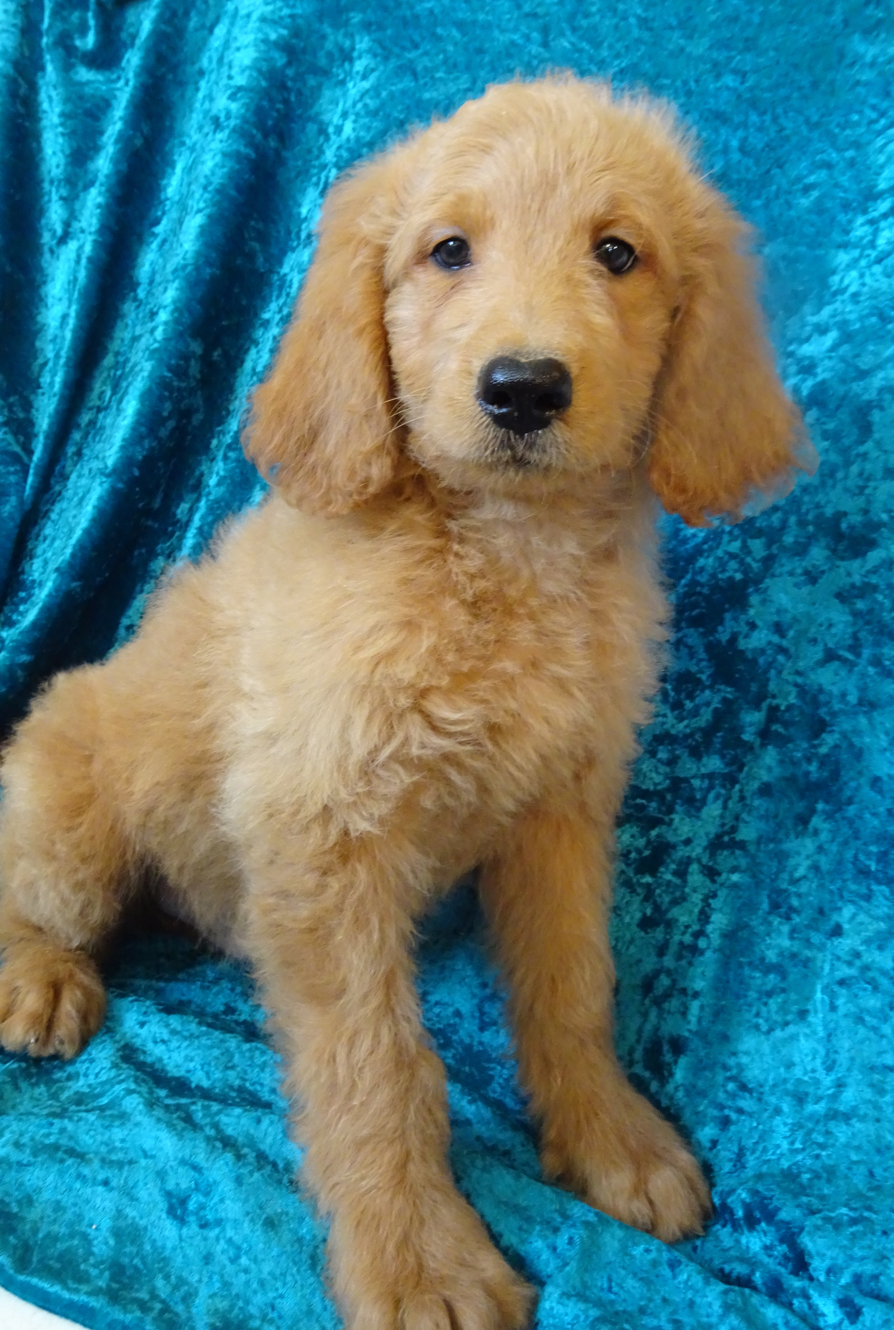 Hypoallergenic Goldendoodle Puppies for Sale Wisconsin Mueller's