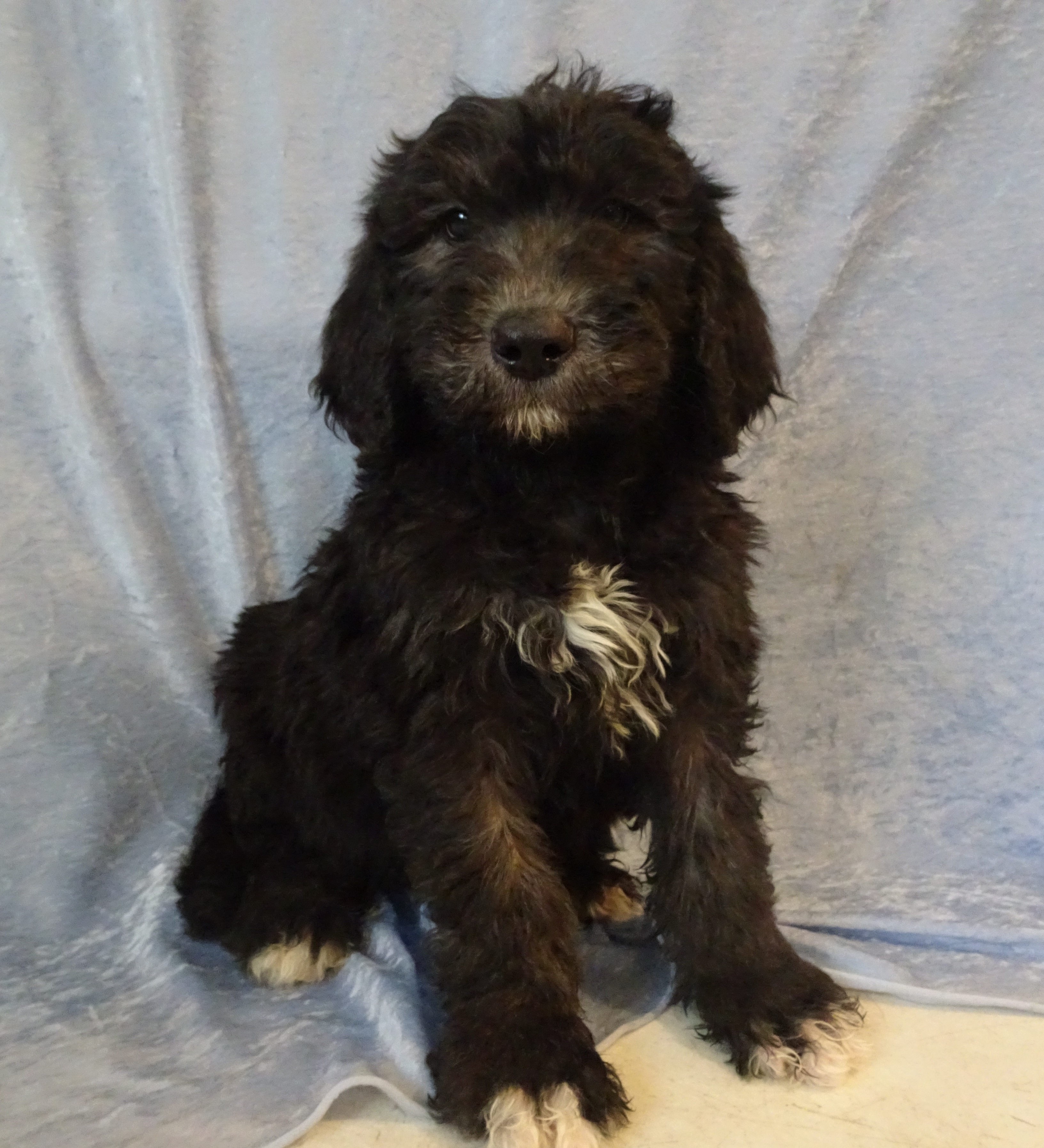 SHEEPADOODLE