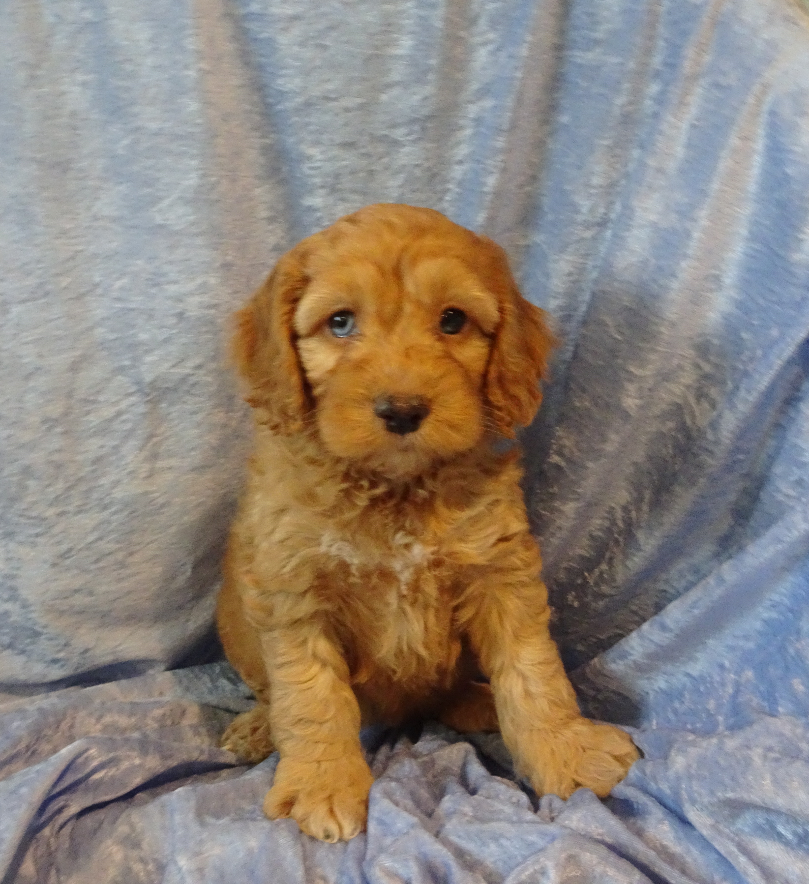 Cock A Poo Puppies For Sale And Breeder Illinois Mueller S Woodville