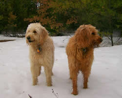 Goldendoodle