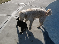 Goldendoodle