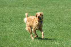 Goldendoodle