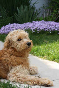 Goldendoodle