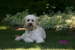 Goldendoodle