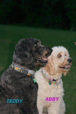 Goldendoodle