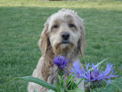 Goldendoodle