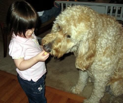 Goldendoodle