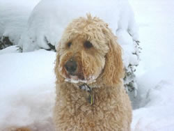 Goldendoodle