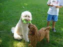 Goldendoodle