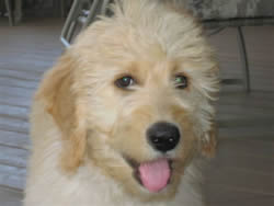 Goldendoodle