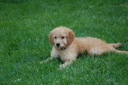 Goldendoodle