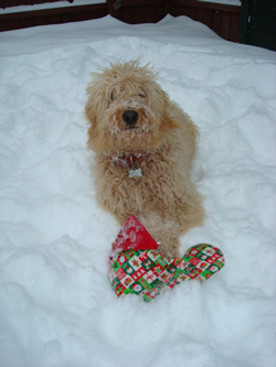 Goldendoodle