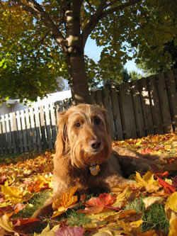 Goldendoodle