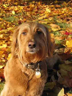 Goldendoodle