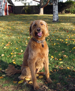 Goldendoodle