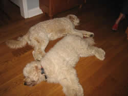 Goldendoodles