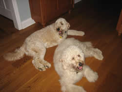 Goldendoodles