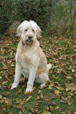 Goldendoodle