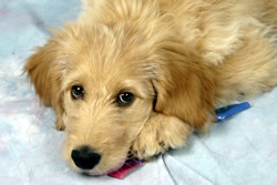 Goldendoodle