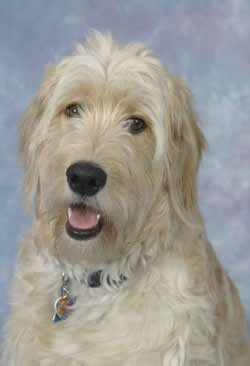 Goldendoodle