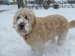 Goldendoodle