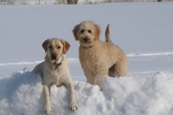 Goldendoodle