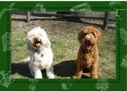 Goldendoodles