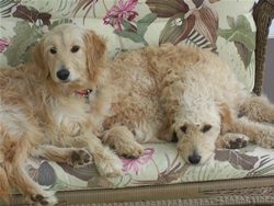 Goldendoodles