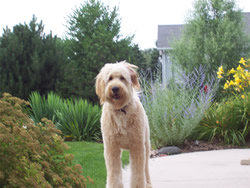 Goldendoodle