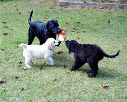 Goldendoodle