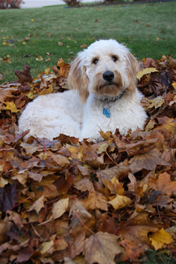 Goldendoodle