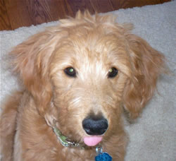 Goldendoodle