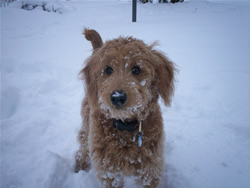 Goldendoodle