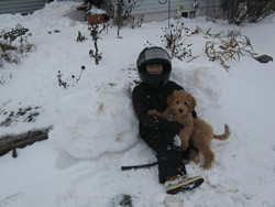 Goldendoodle