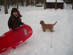 Goldendoodle