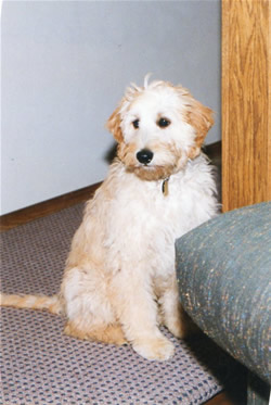 Goldendoodle