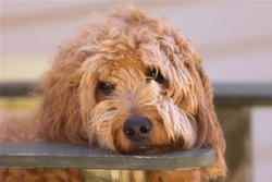 Goldendoodle