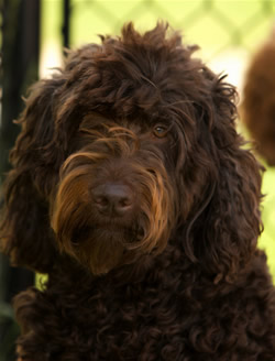 Goldendoodle