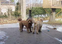 Goldendoodle