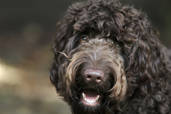 Goldendoodle