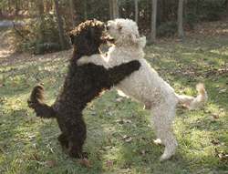 Goldendoodle