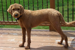 Goldendoodle