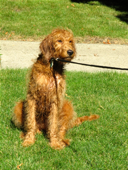 Goldendoodle