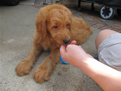 Goldendoodle