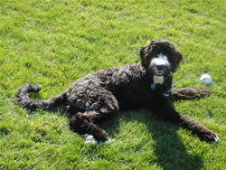 Goldendoodle