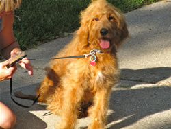 Goldendoodle