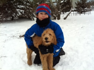 Goldendoodle