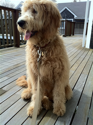 Goldendoodle