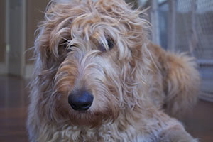 Goldendoodle