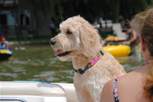 Goldendoodle